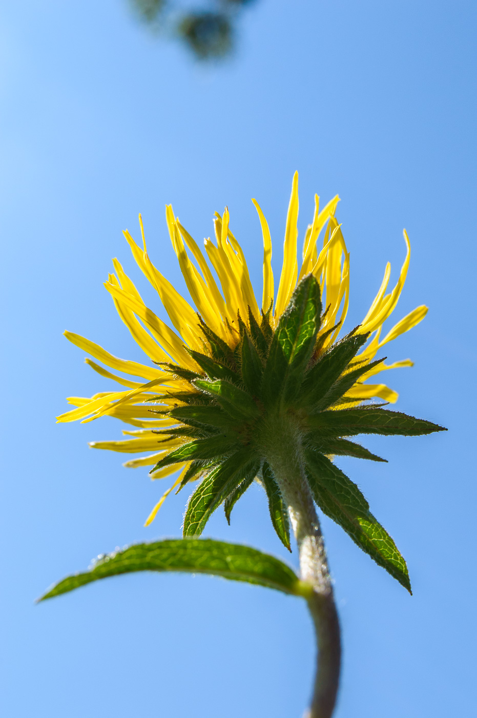 Image of Inula hirta specimen.