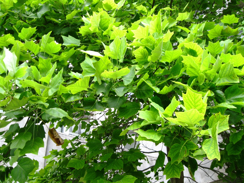 Изображение особи Liriodendron tulipifera.