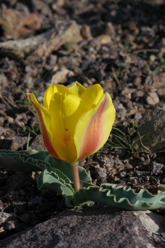 Image of Tulipa alberti specimen.