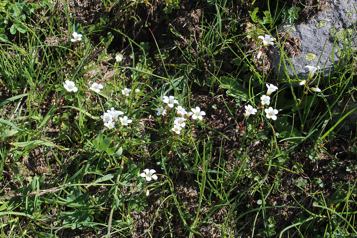 Изображение особи Saxifraga sibirica.