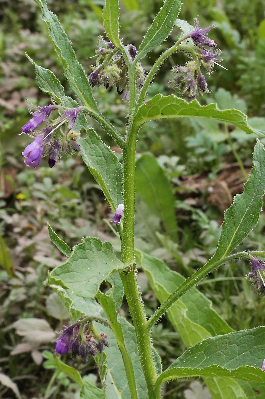 Image of Symphytum officinale specimen.