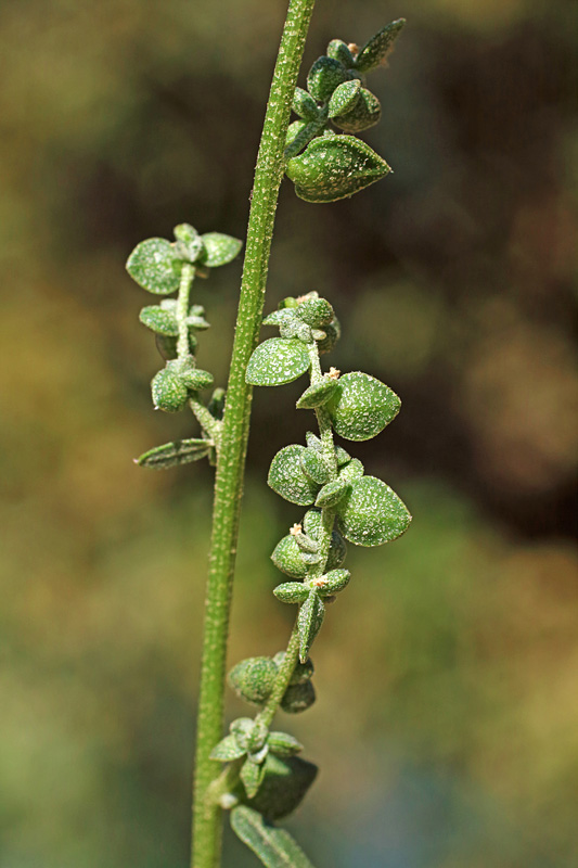 Image of Atriplex micrantha specimen.