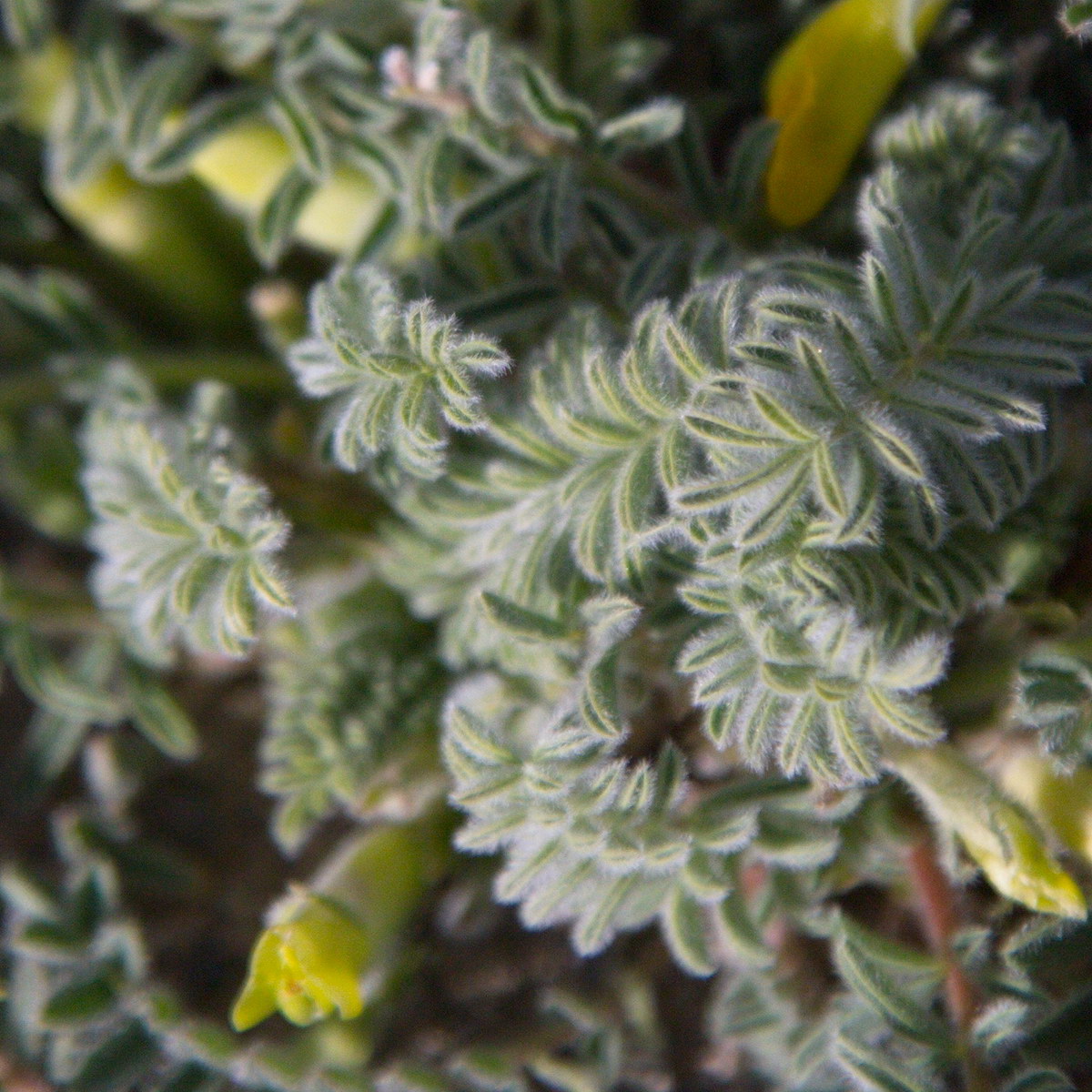 Image of Astragalus alaicus specimen.