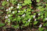 Oxalis acetosella. Цветущие растения. Московская обл., окр. города Железнодорожный. 08.05.2010.