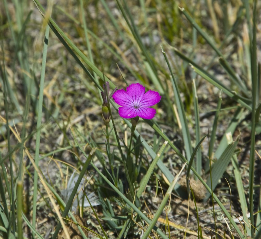 Изображение особи Dianthus versicolor.