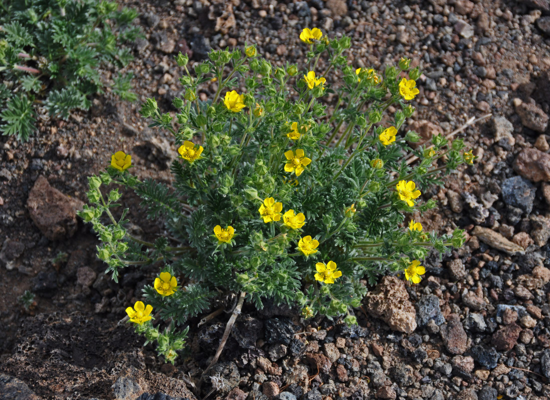 Image of genus Potentilla specimen.