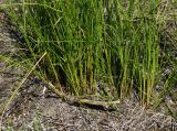 Juncus compressus