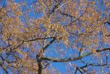 Tilia × europaea