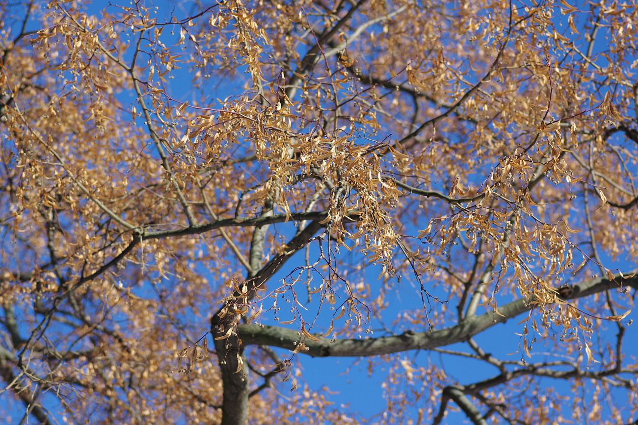 Image of Tilia &times; europaea specimen.