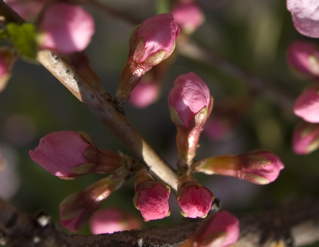 Изображение особи Amygdalus nana.