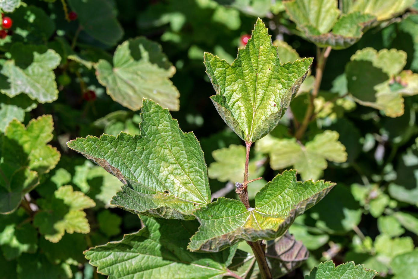 Image of Ribes rubrum specimen.