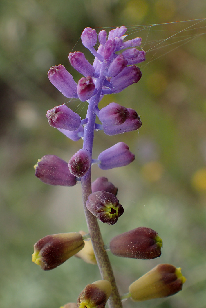 Image of genus Leopoldia specimen.