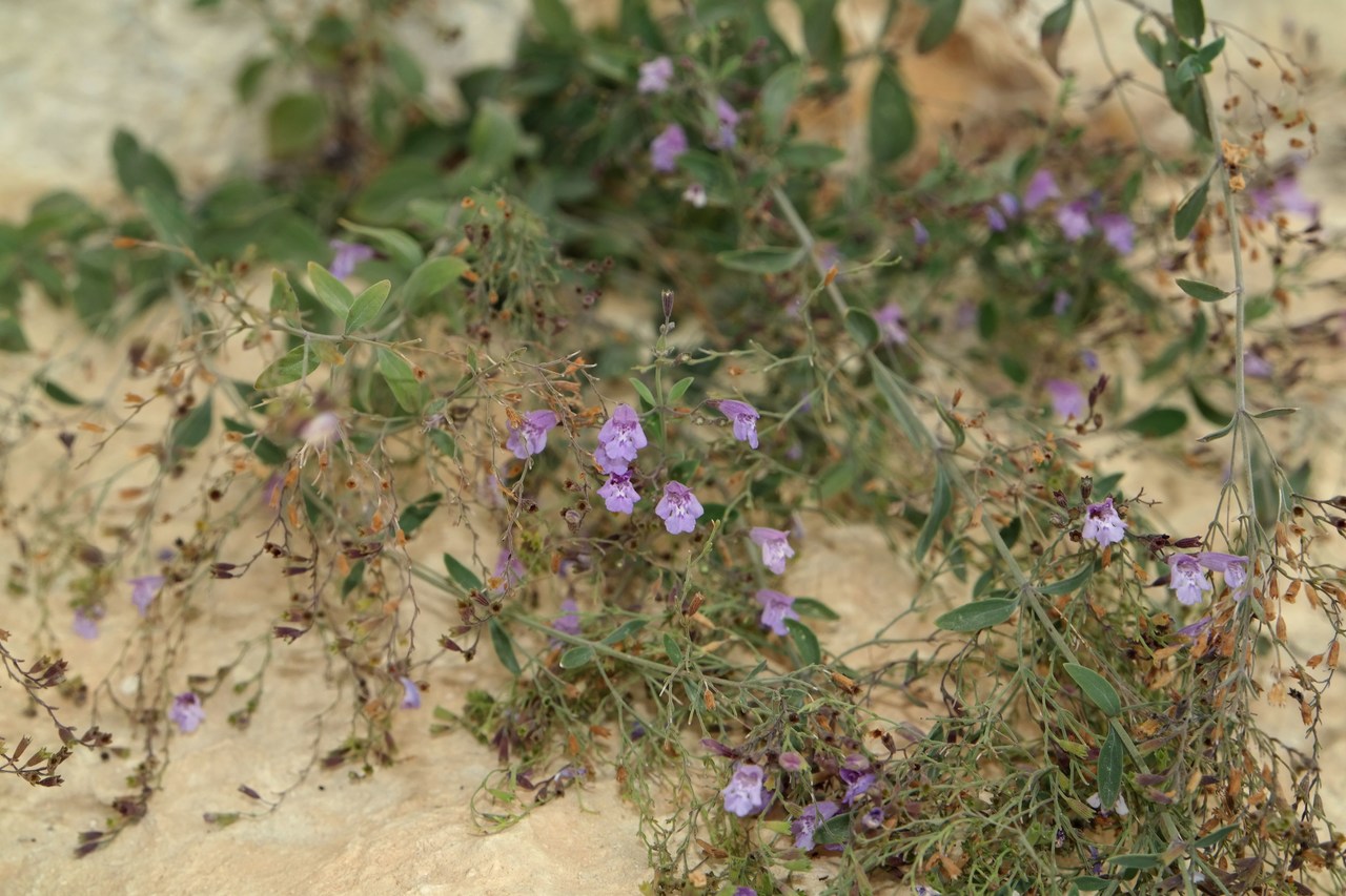 Image of Micromeria serpyllifolia specimen.