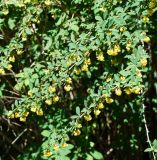 Berberis vulgaris