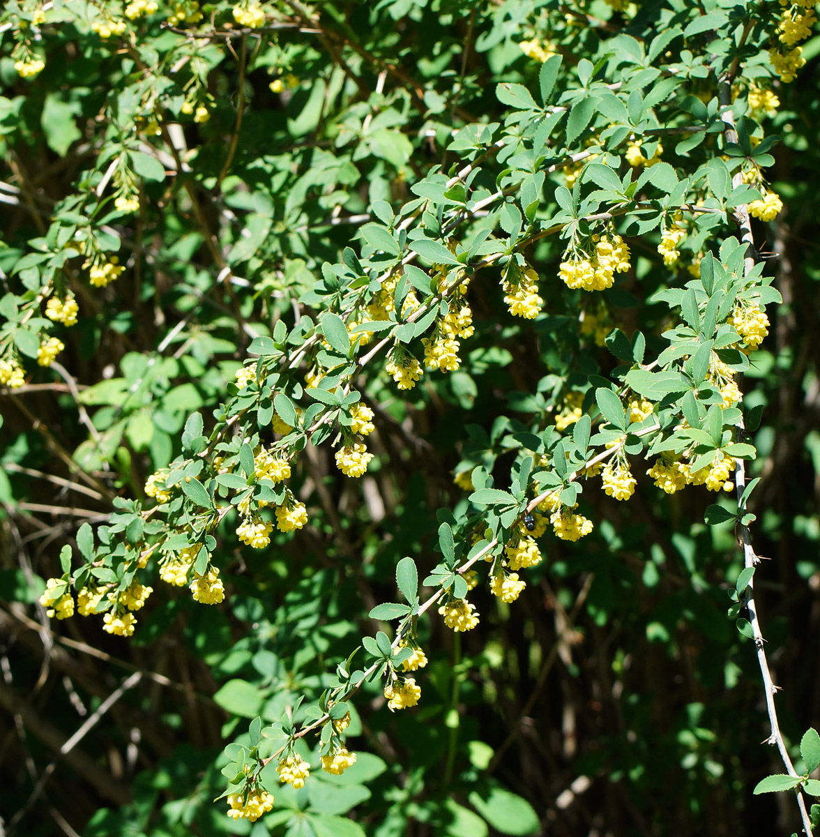 Image of Berberis vulgaris specimen.