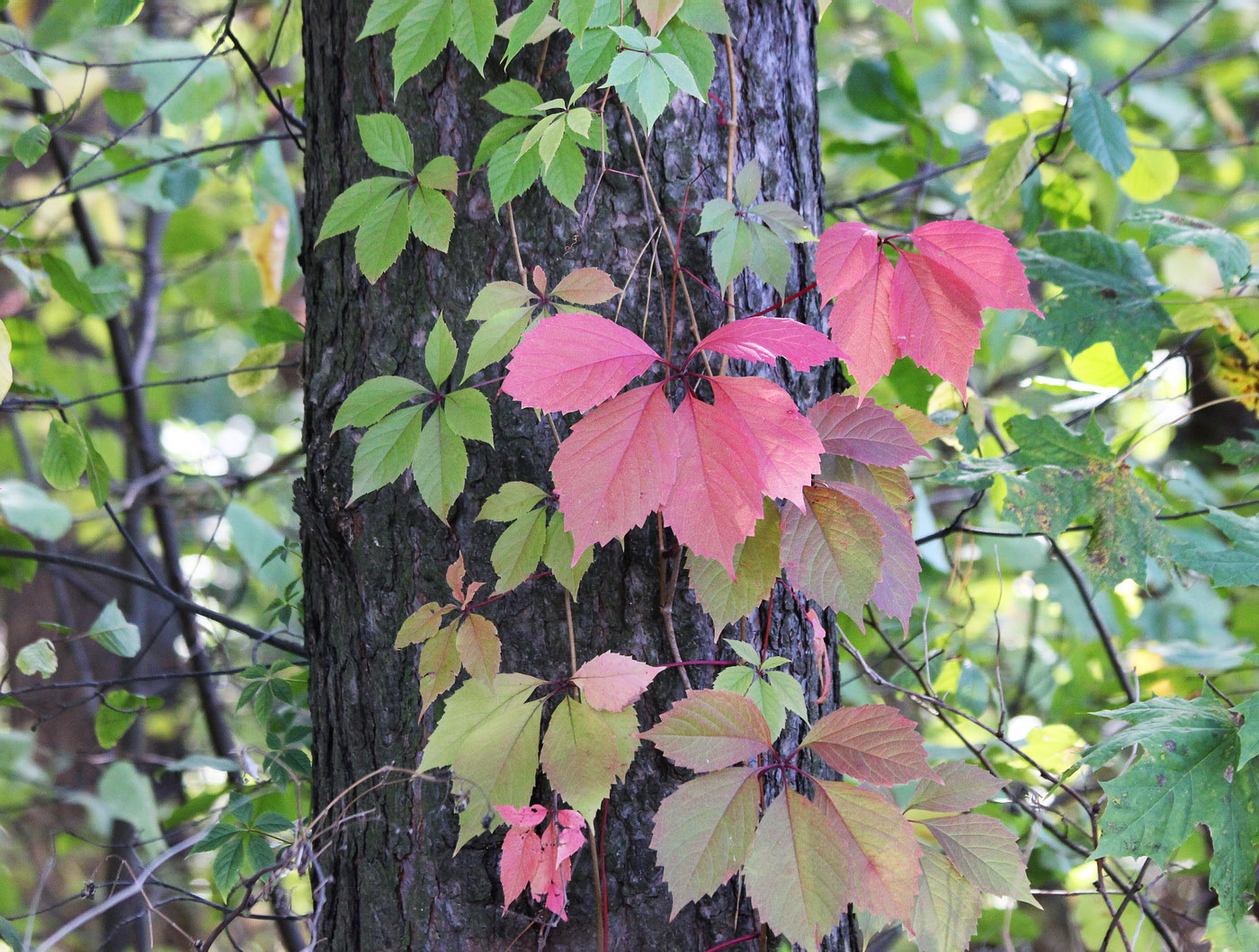 Image of Parthenocissus quinquefolia specimen.