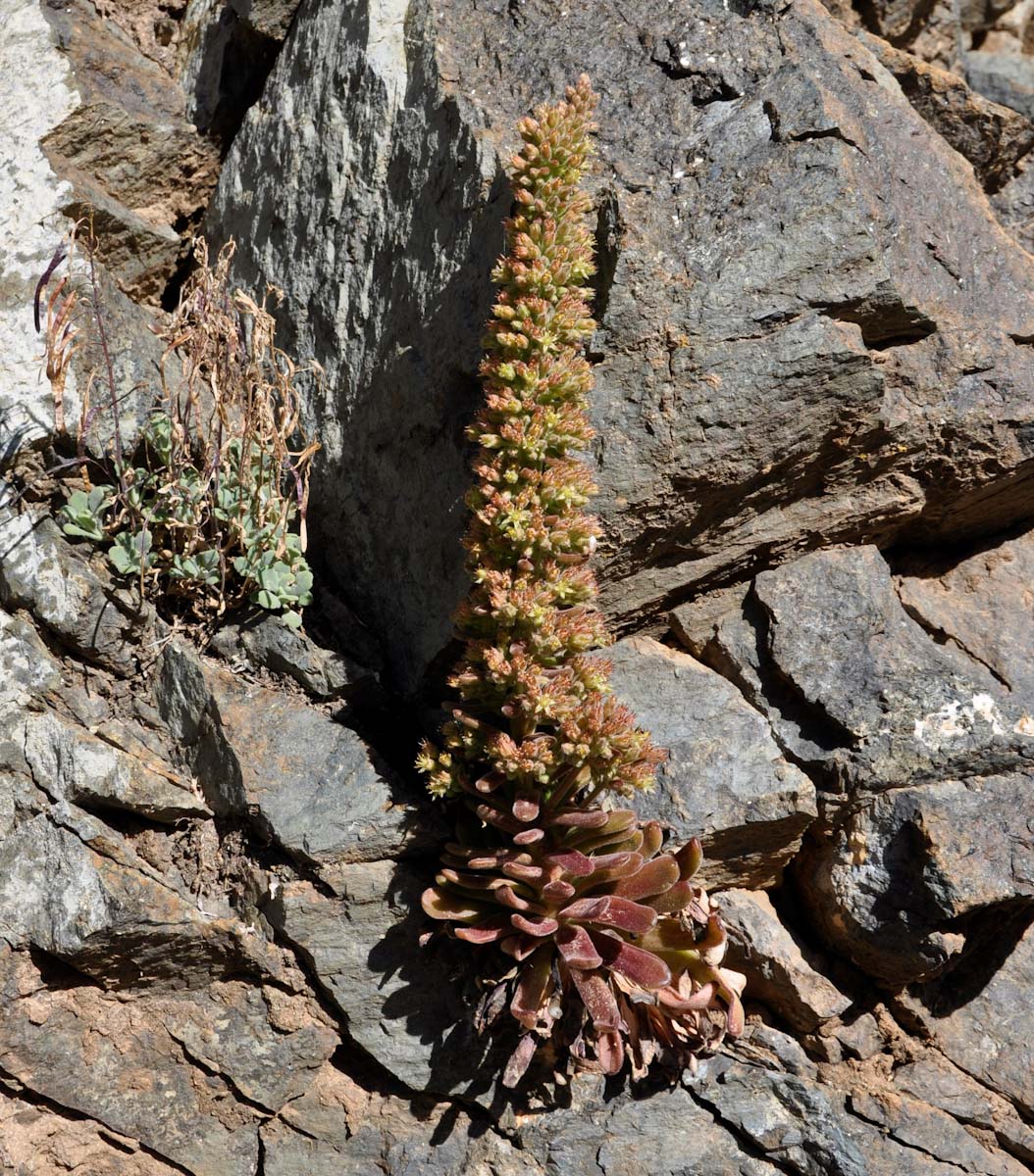 Image of Sedum microstachyum specimen.