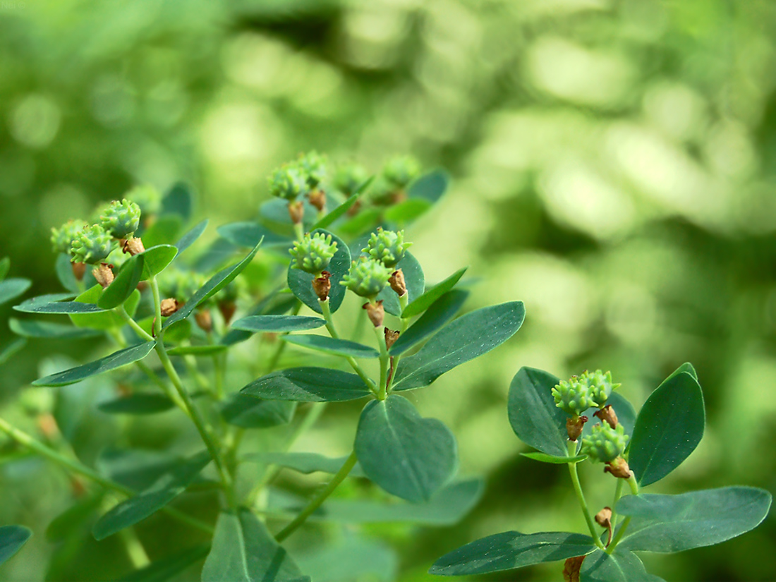 Изображение особи Euphorbia pilosa.