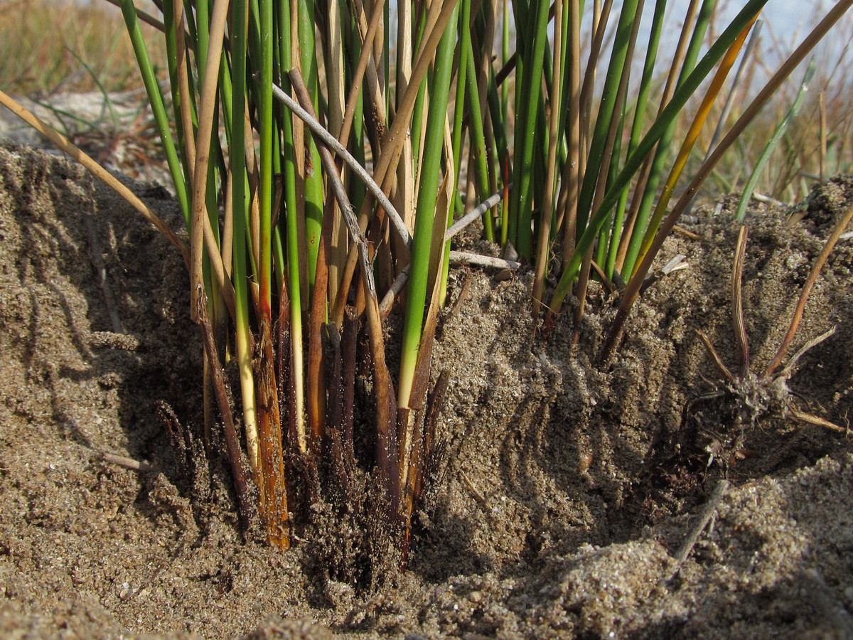 Image of Juncus tyraicus specimen.