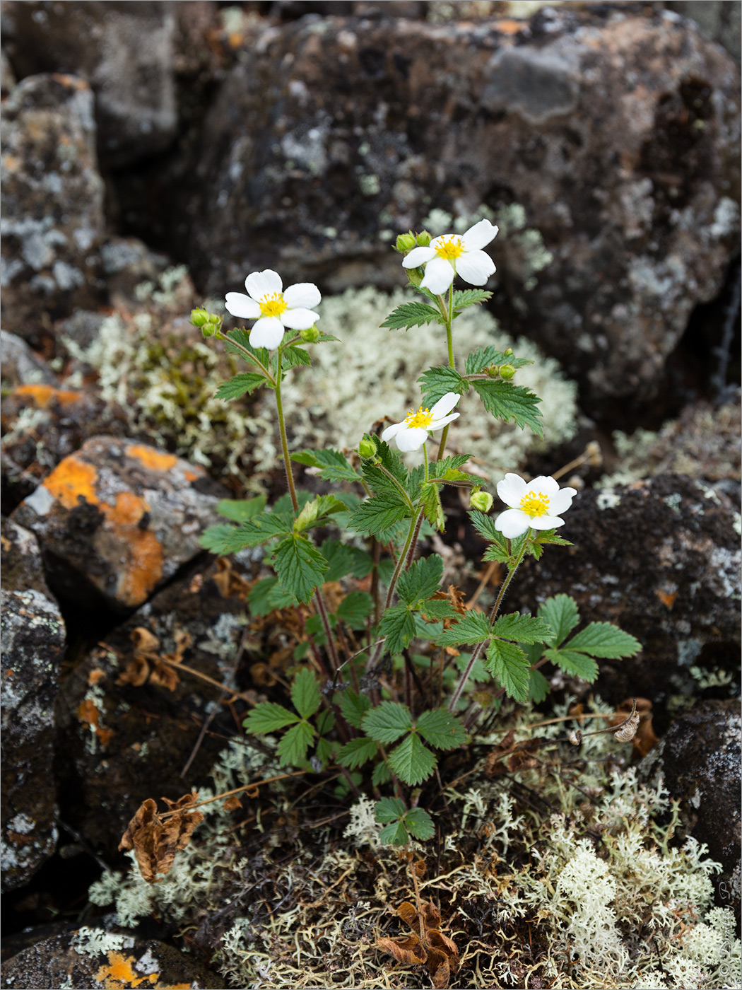 Изображение особи Potentilla inquinans.