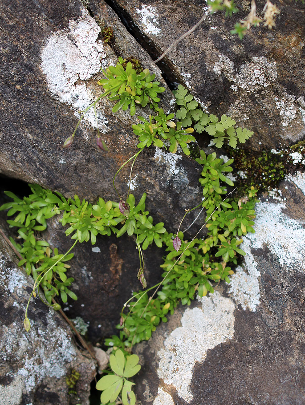 Image of Draba siliquosa specimen.