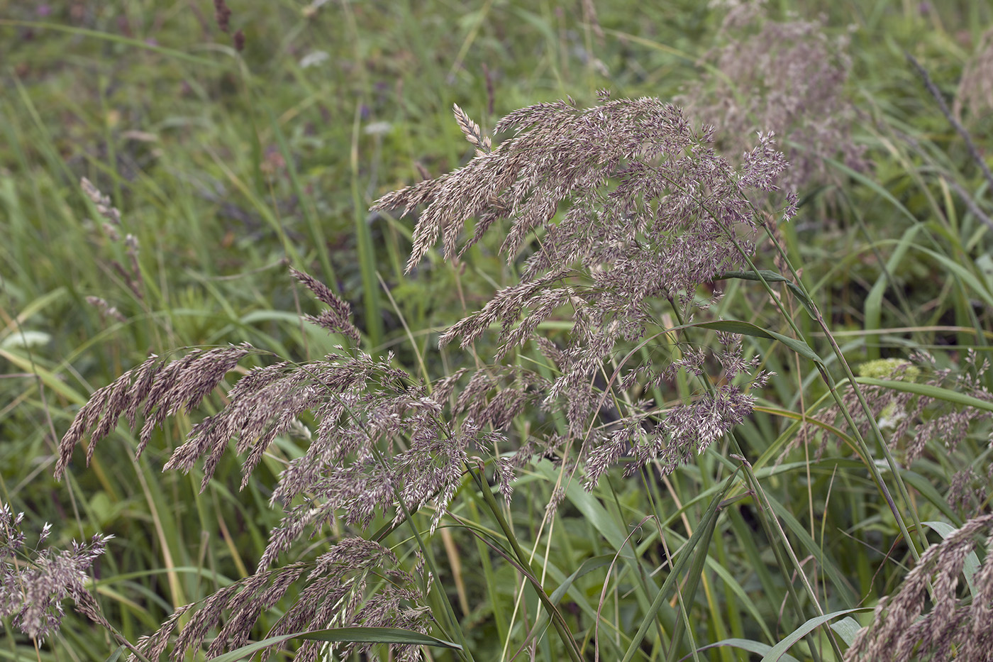 Изображение особи род Calamagrostis.