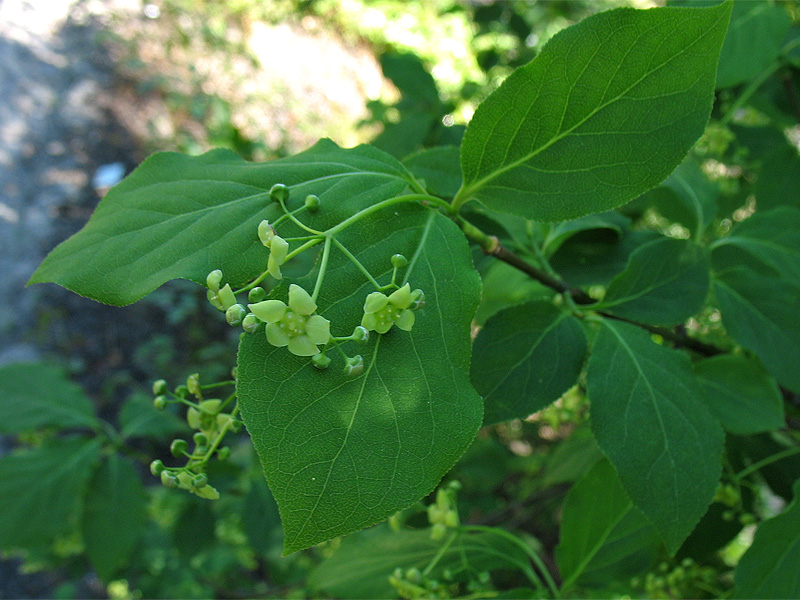 Изображение особи Euonymus maximowiczianus.