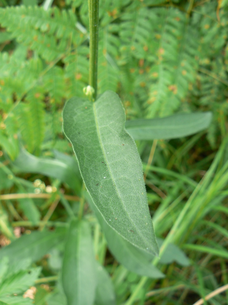 Image of Boltonia lautureana specimen.