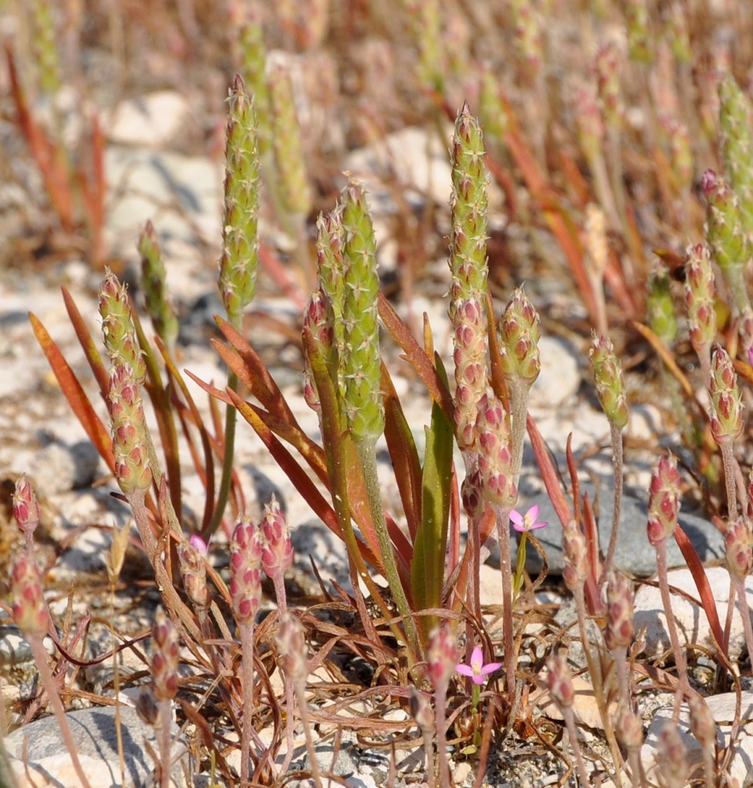 Изображение особи Plantago weldenii.