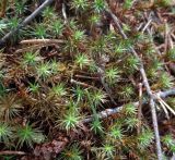 Polytrichum juniperinum