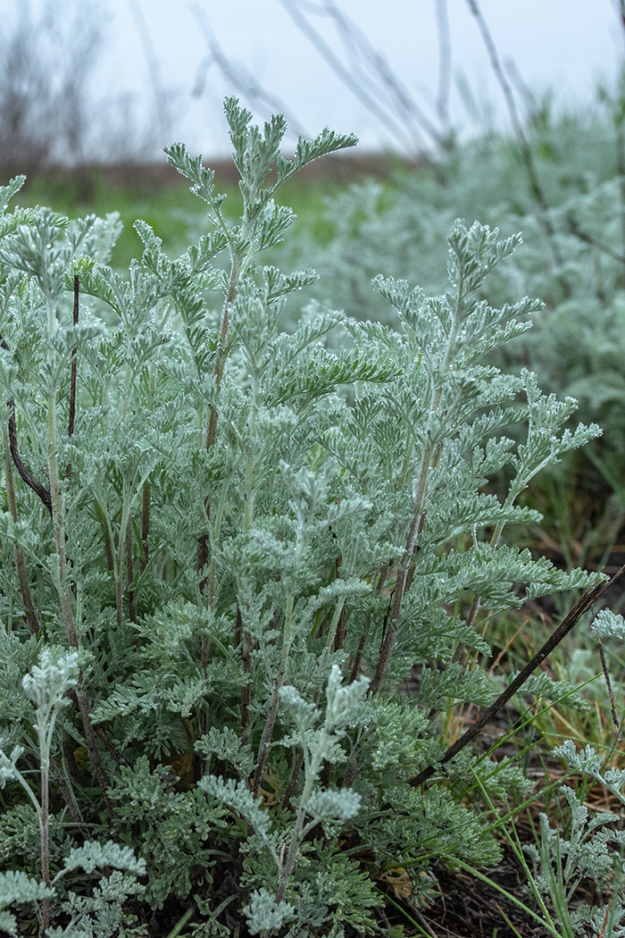 Изображение особи Artemisia austriaca.