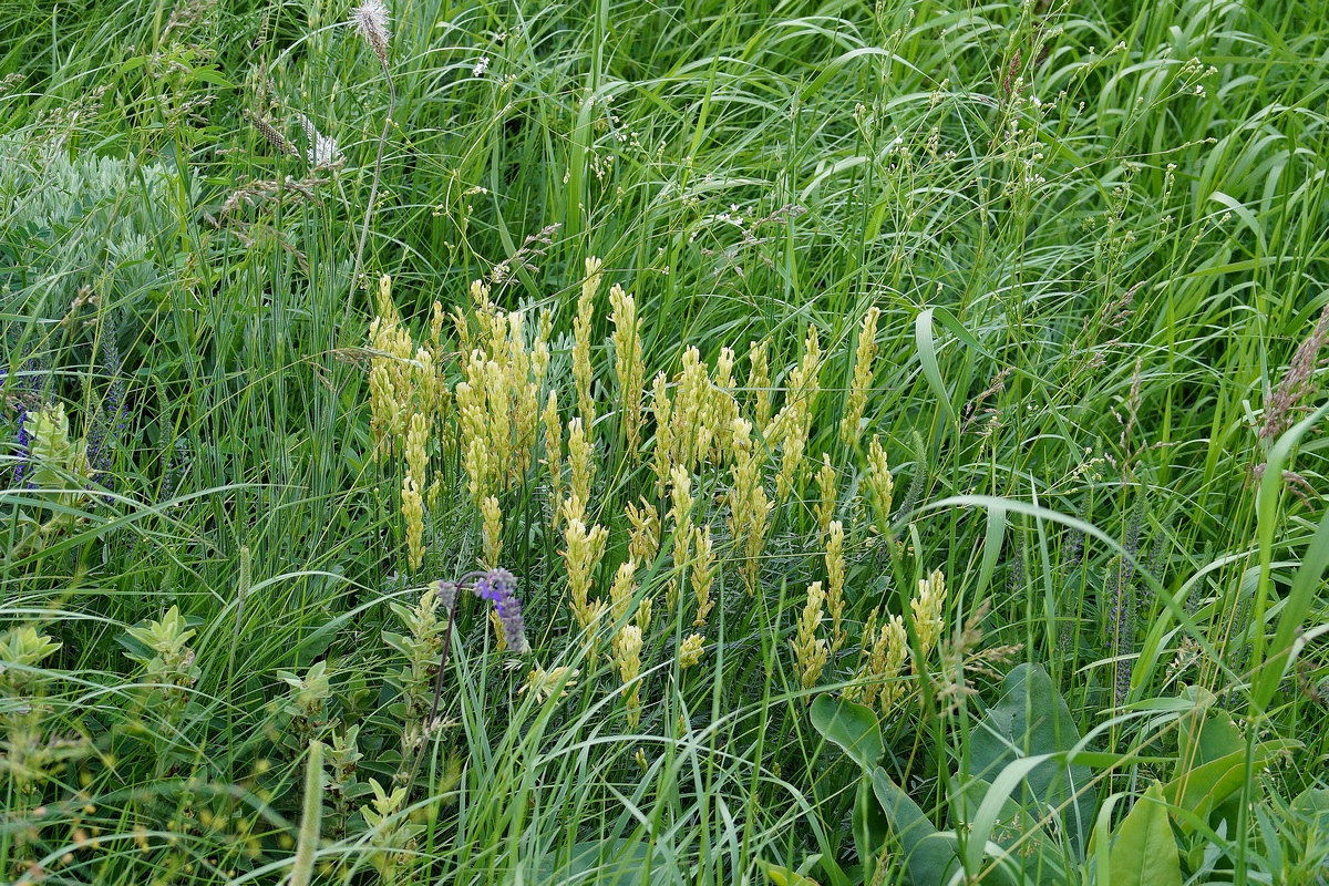 Image of Astragalus asper specimen.