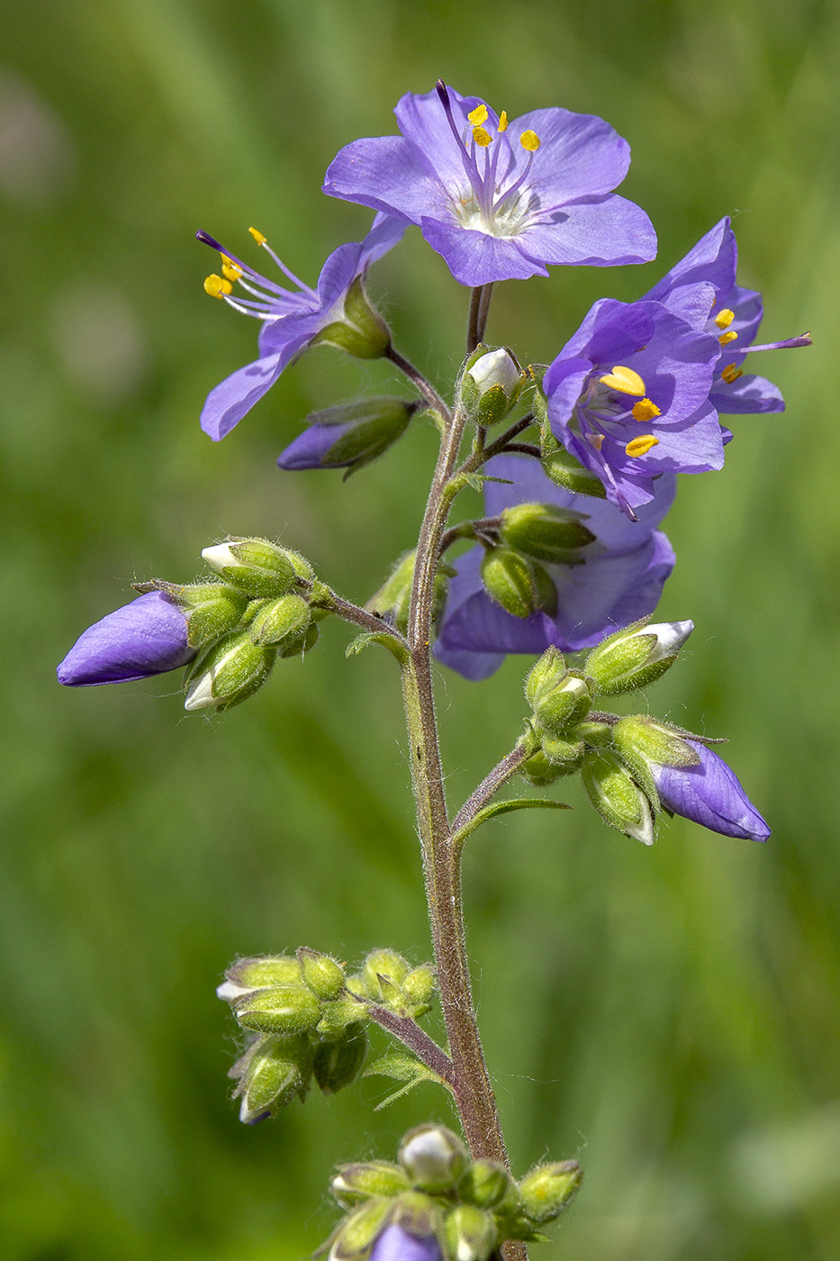 Изображение особи Polemonium caeruleum.