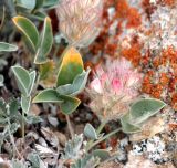 Hedysarum acutifolium. Цветущее растение. Казахстан, Туркестанская обл., хр. Таласский Алатау, около 2900 м н.у.м., высокогорное каменистое плато. 05.07.2020.