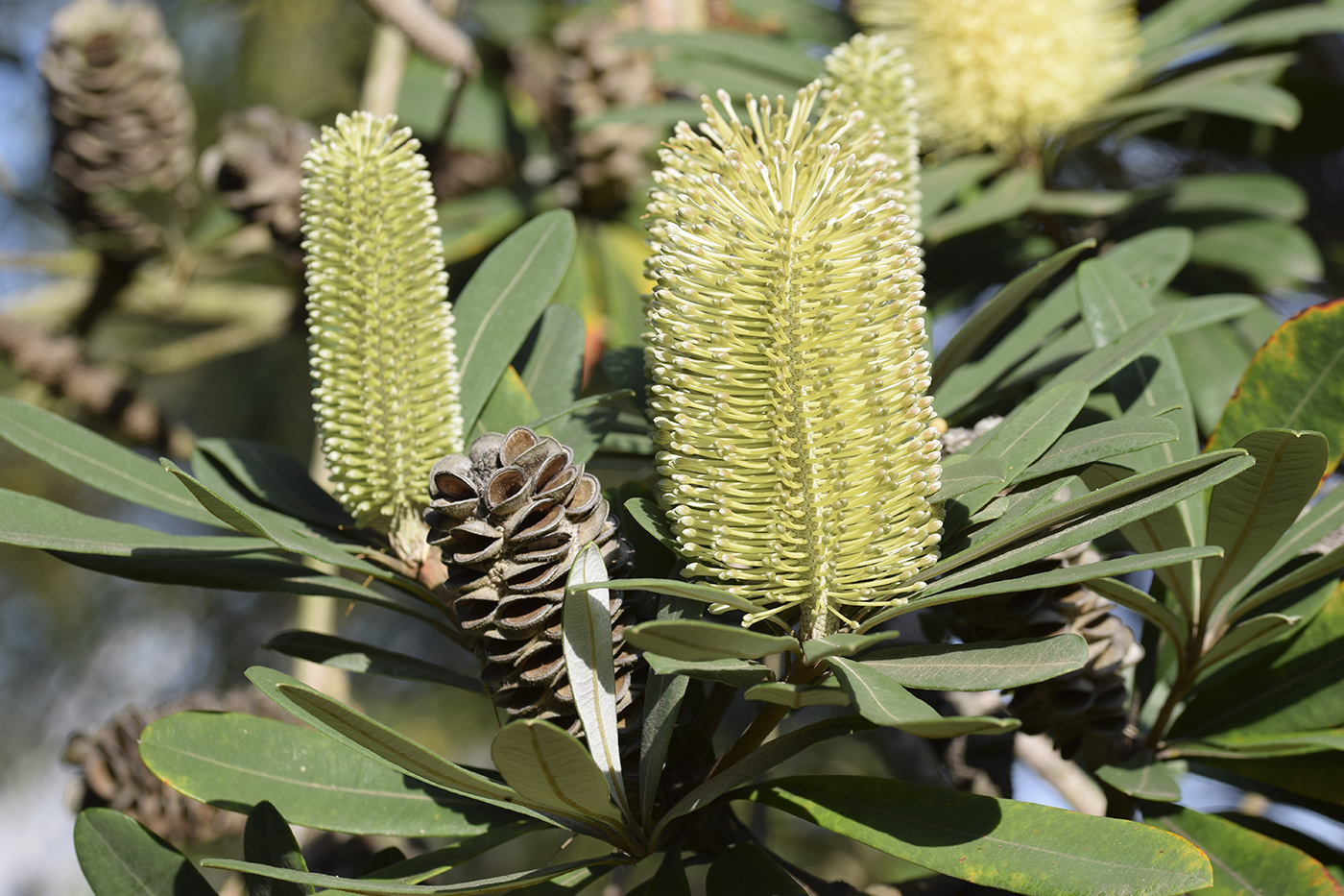 Image of Banksia integrifolia specimen.