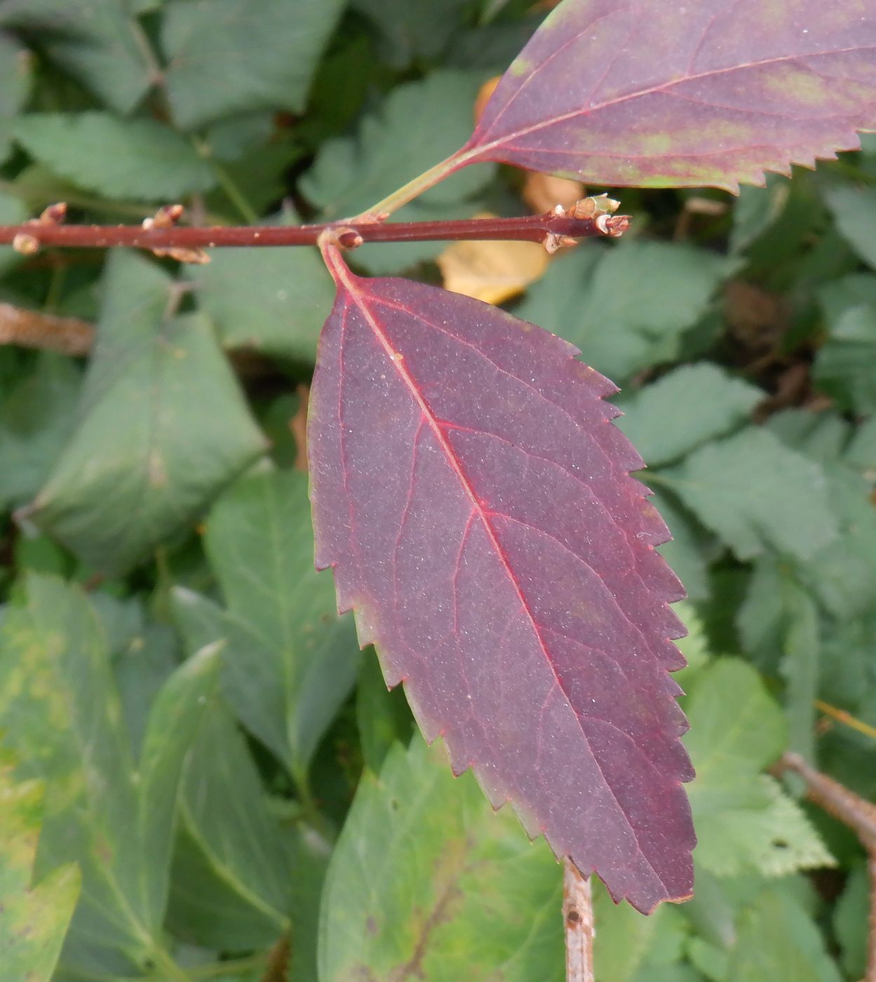 Image of Forsythia &times; intermedia specimen.