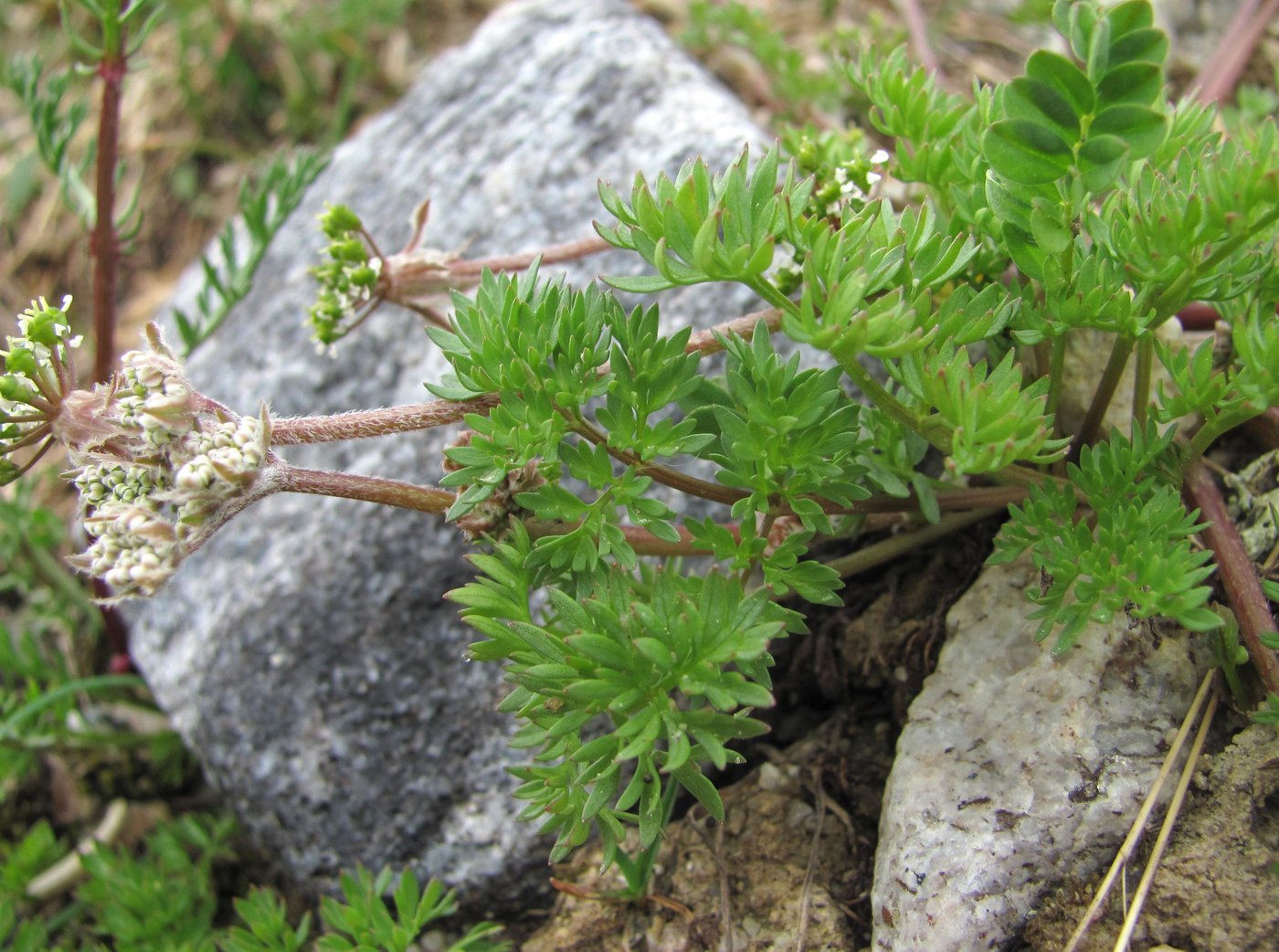 Изображение особи Chaerophyllum humile.