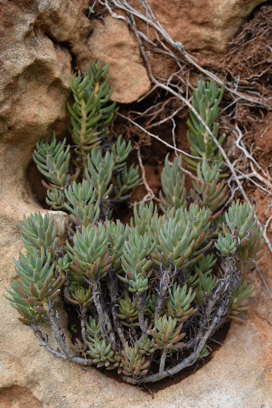 Image of Sedum sediforme specimen.