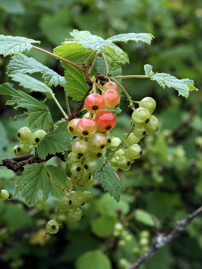 Image of Ribes rubrum specimen.