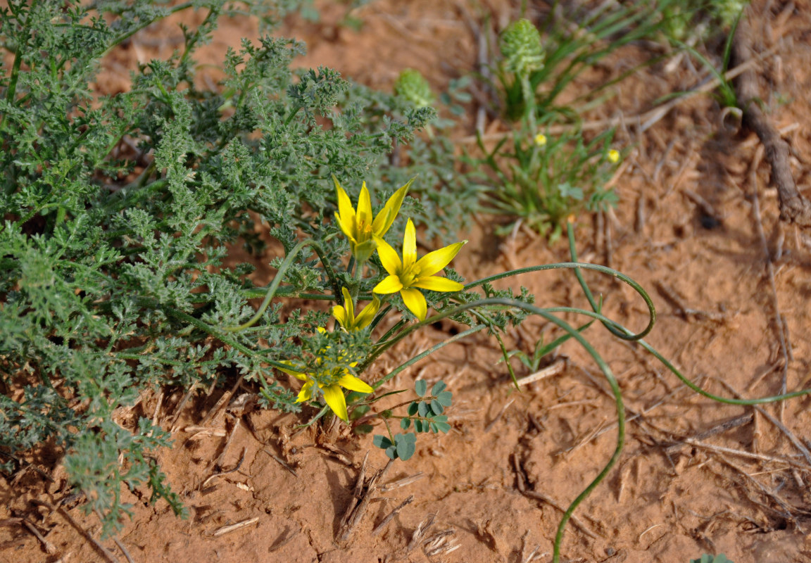 Image of genus Gagea specimen.