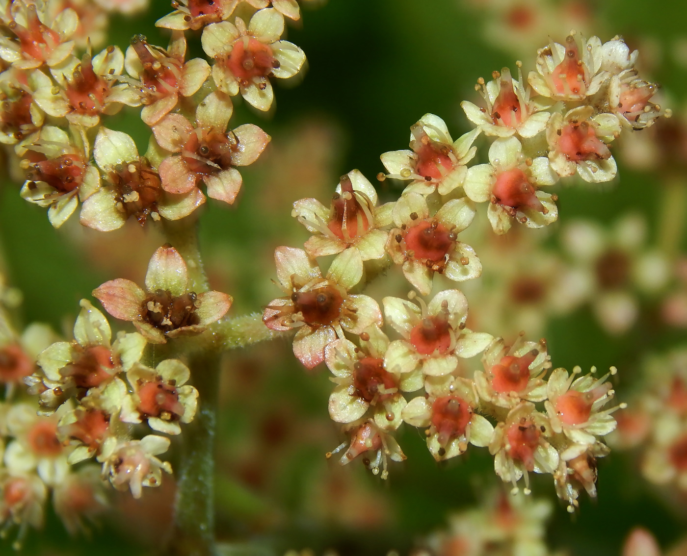 Image of genus Rodgersia specimen.