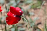 genus Papaver. Верхушка побега с цветком. Израиль, лес Бен-Шемен. 26.04.2019.