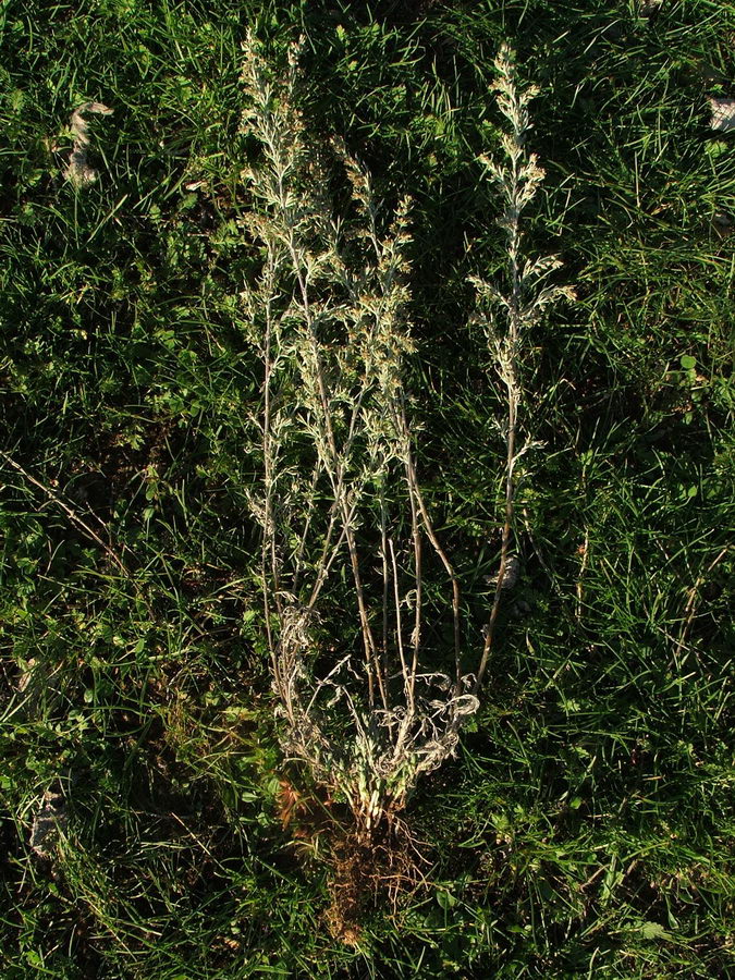 Изображение особи Artemisia austriaca.