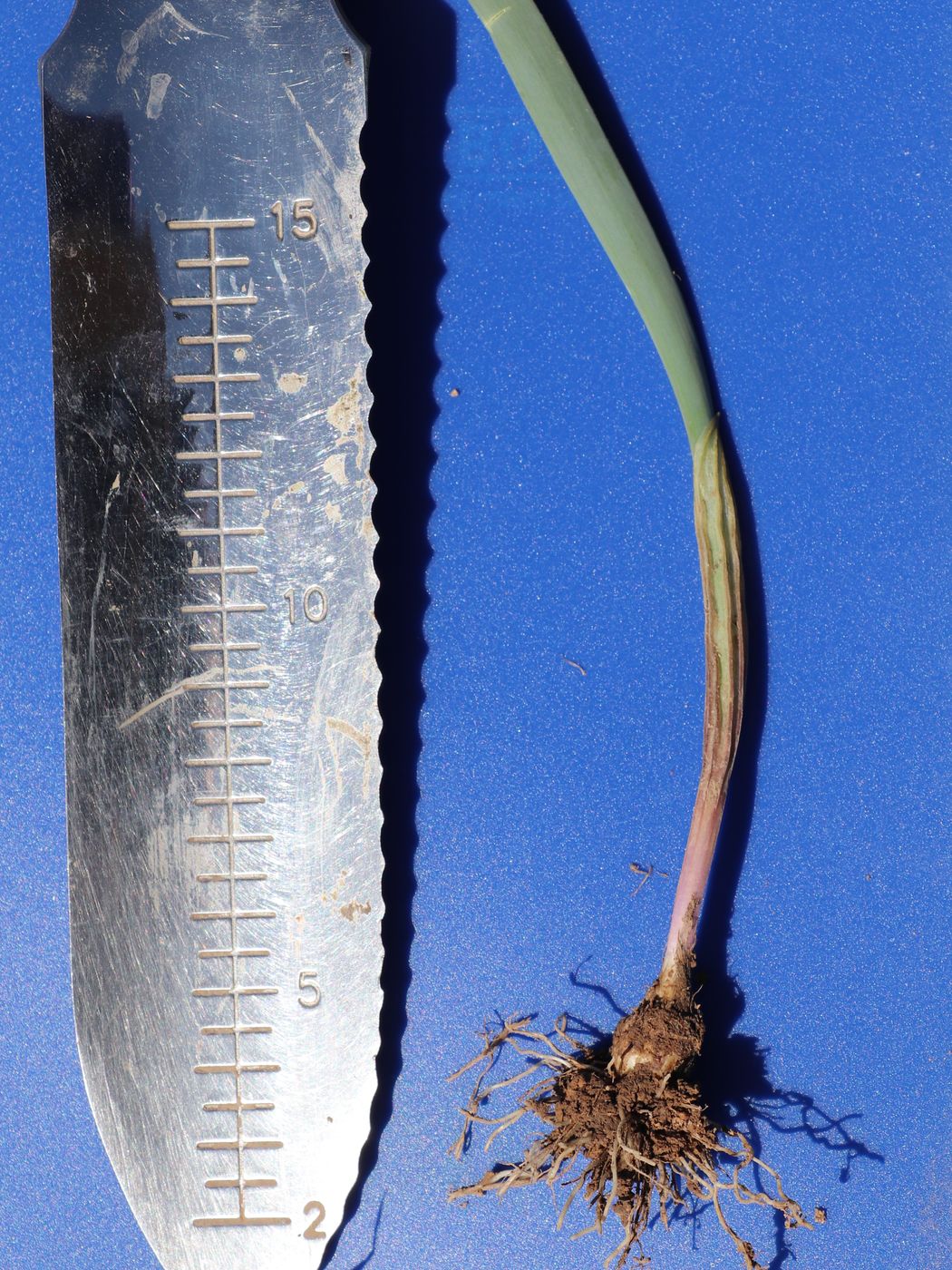 Image of Allium costatovaginatum specimen.
