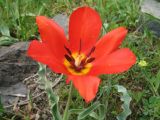 Tulipa ostrowskiana