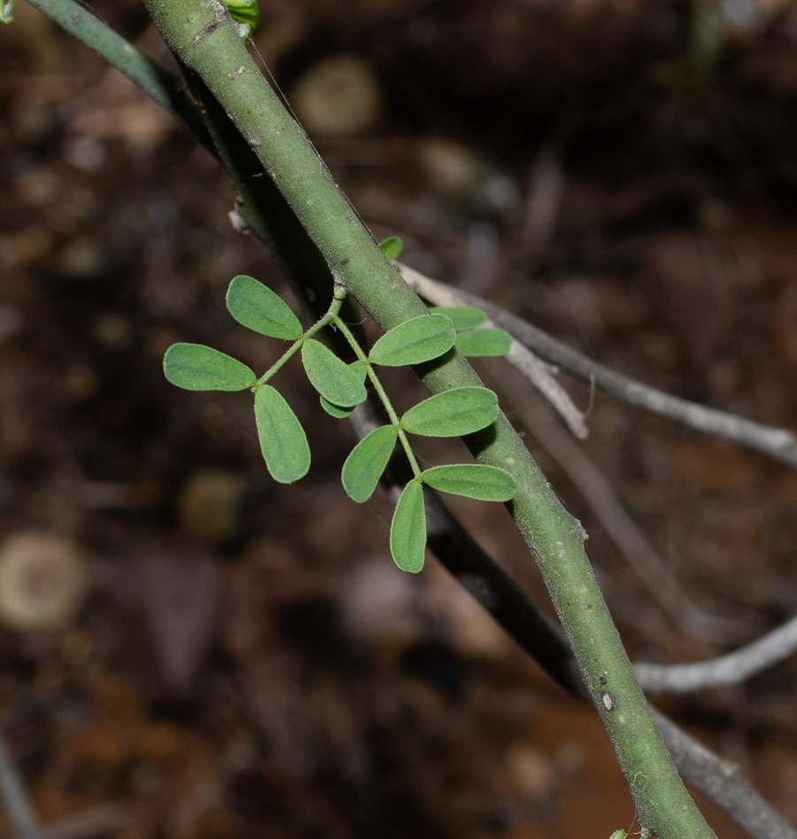 Изображение особи Parkinsonia florida.