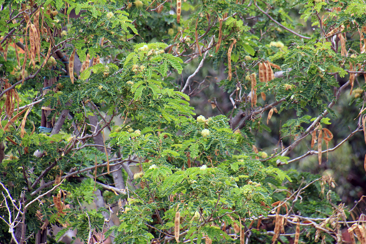 Image of familia Fabaceae specimen.