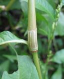 Persicaria maculosa