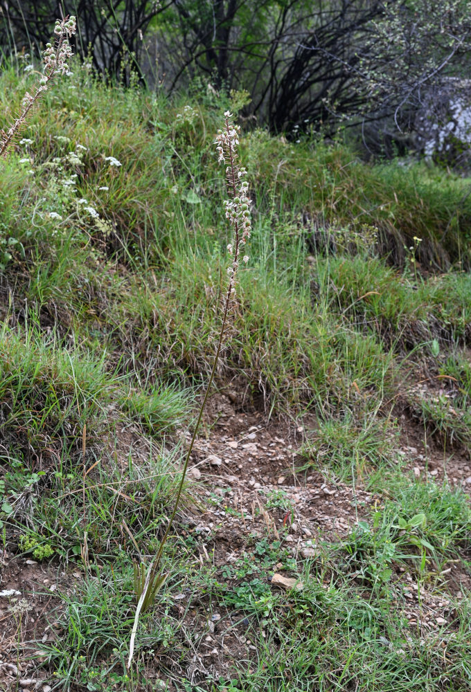 Image of Eremurus tianschanicus specimen.