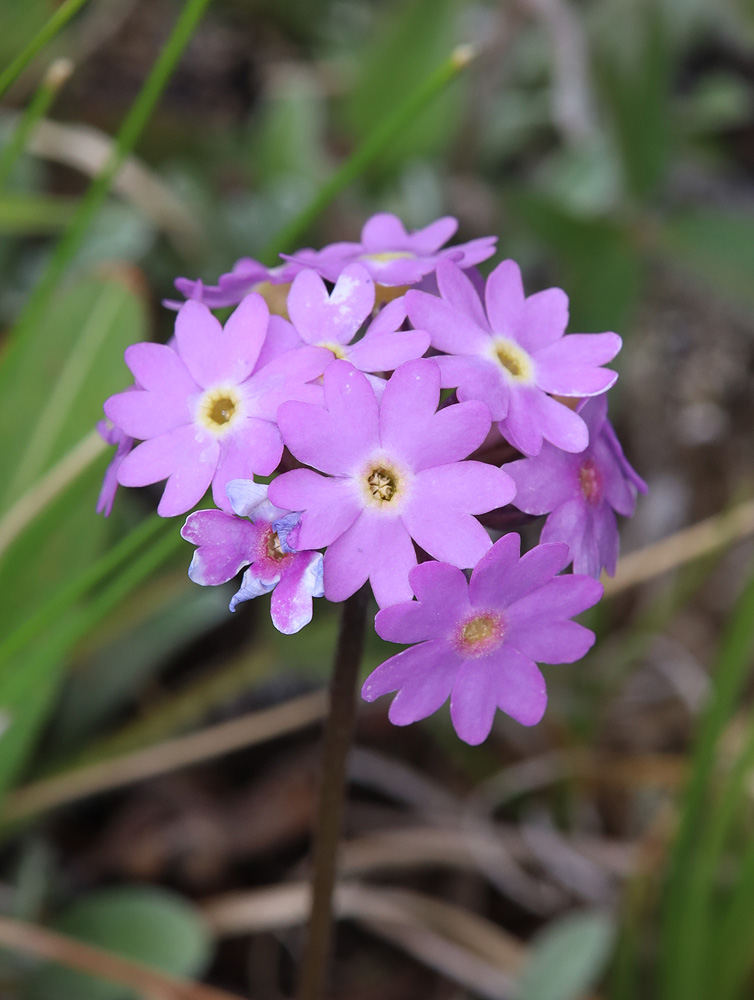 Изображение особи Primula farinosa.